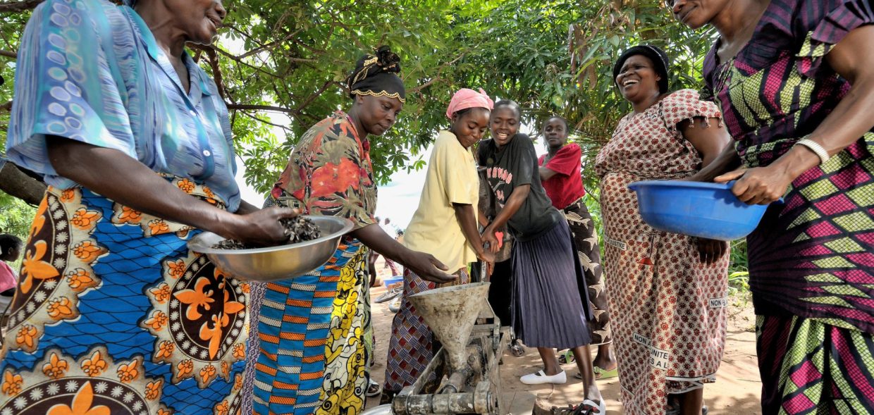 A group of Congolese women, with help from the UNited Methodist Committee on Relief, have formed a coop to harvest and extract sunflower oil.